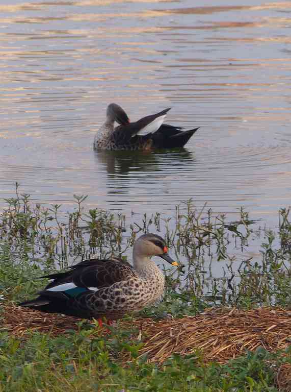 Indian Spot-billed Ducks