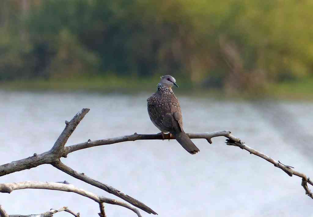 A Spotted Dove in the evening light