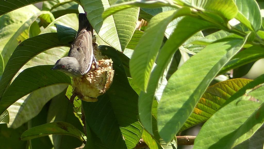 A Thick-billed Flowerpecker