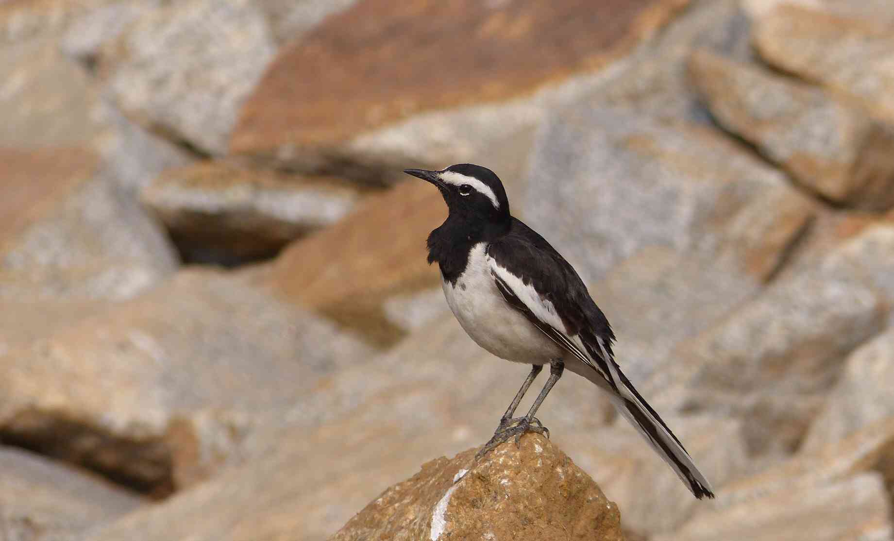 A White-browed Wagtail is a really striking bird