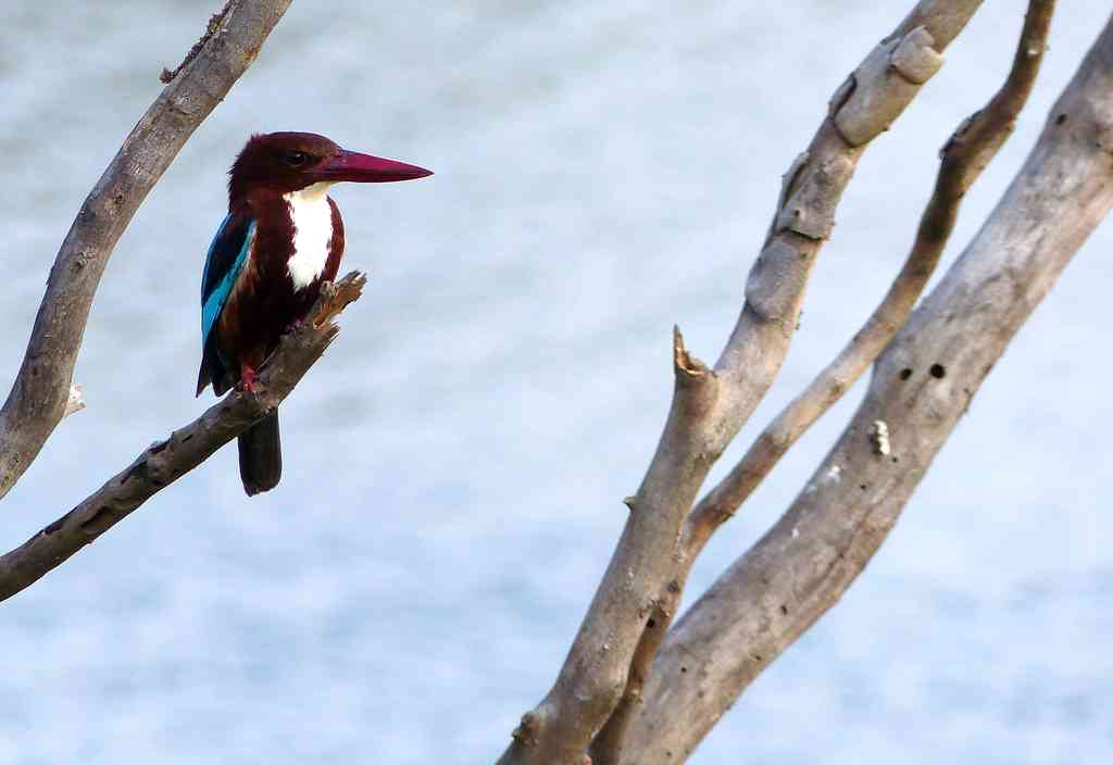 White-throated Kingfisher at Kaikondrahalli Lake