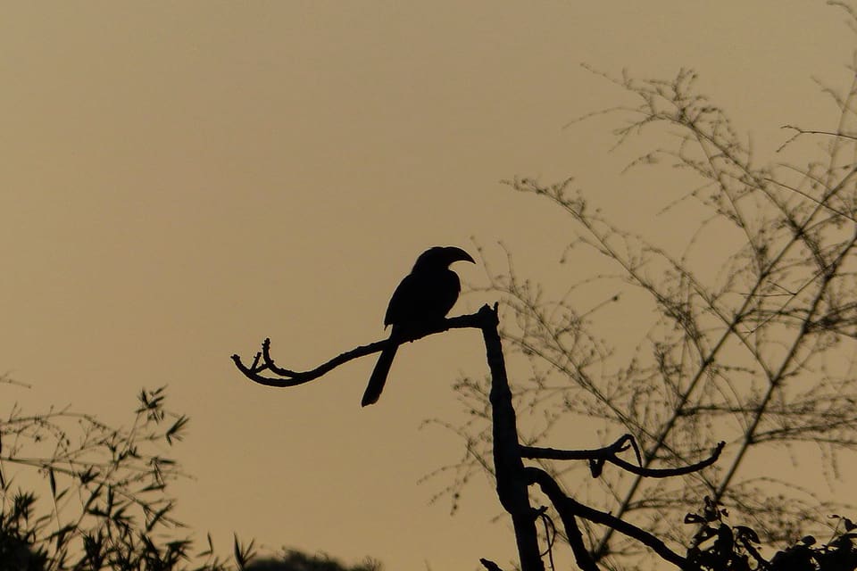 The silhouette of a Malabar Grey Hornbill at dawn