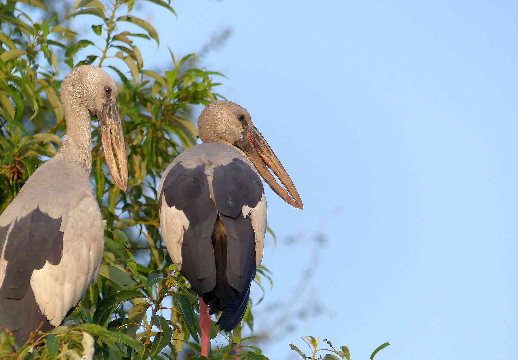 AsianOpenbill-003