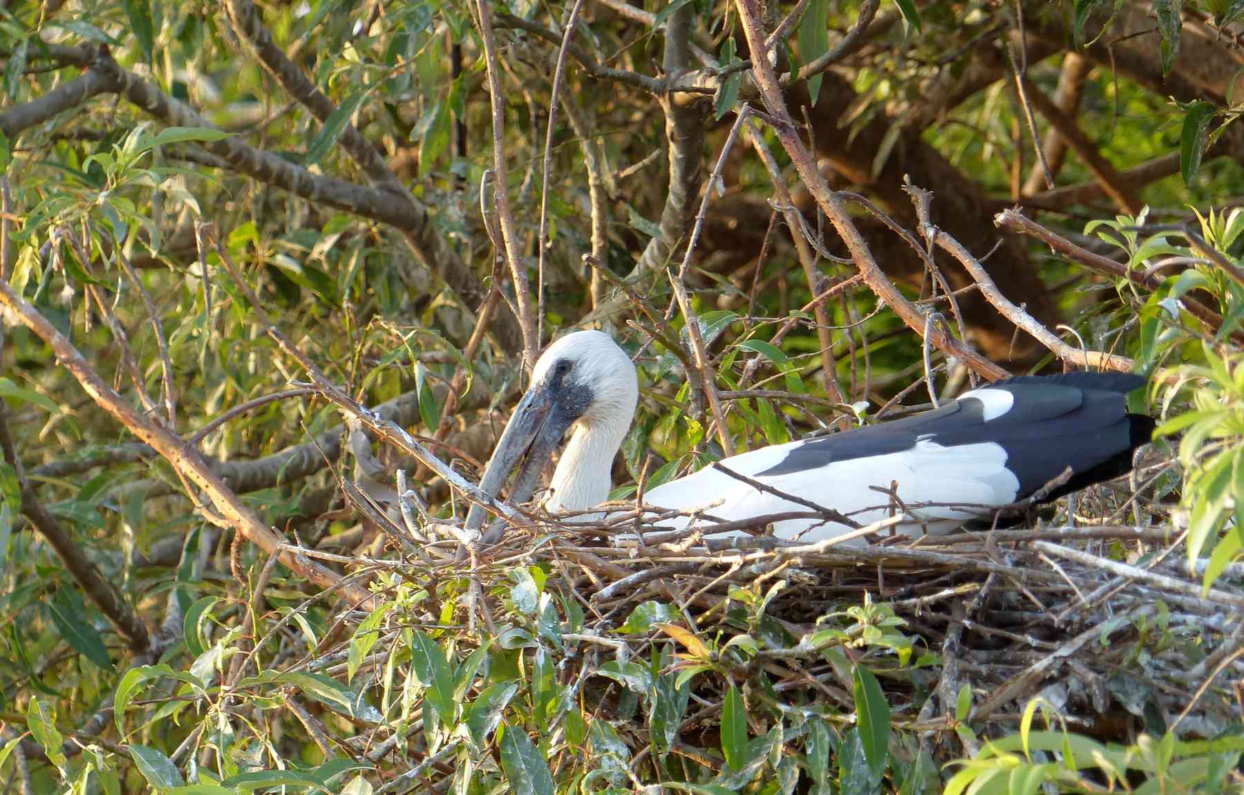 An Asian Openbill incubates on its nest at Ranganathittu