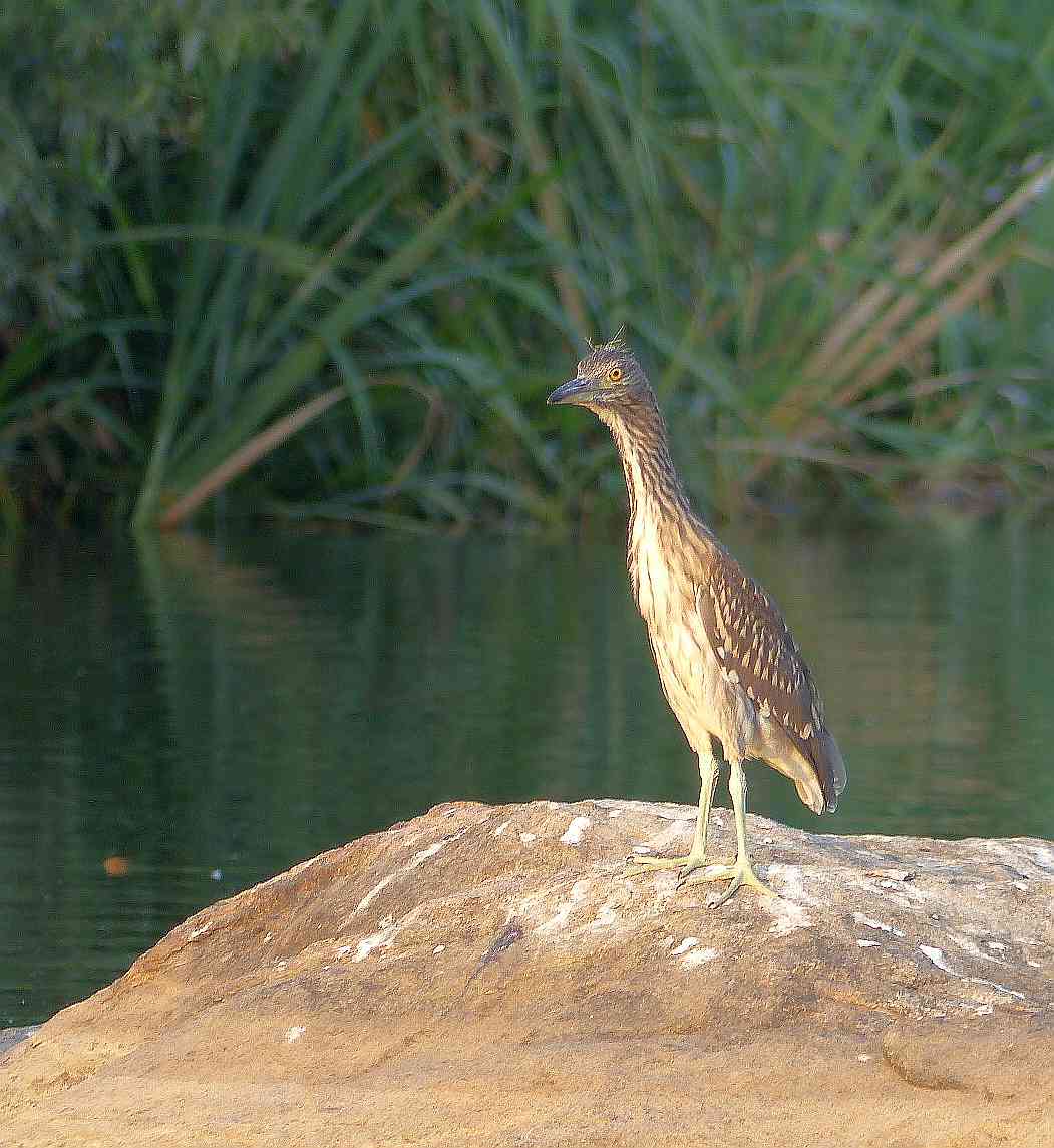 A juvenile Black-crowned Night Heron surveys its little fiefdom