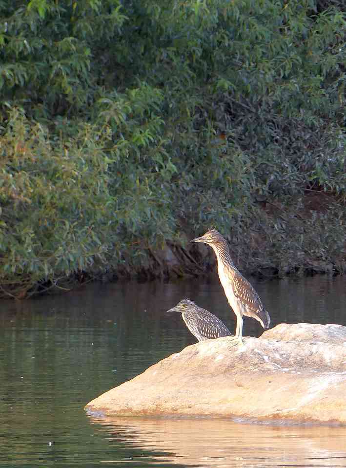 Black-crowned Night Heron