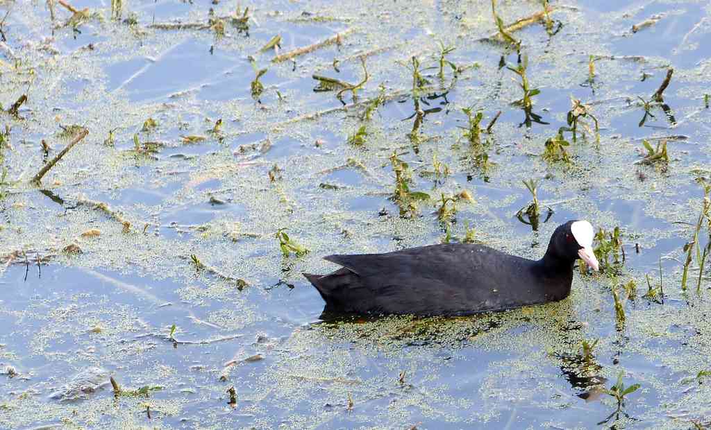 A Eurasian Coot forages
