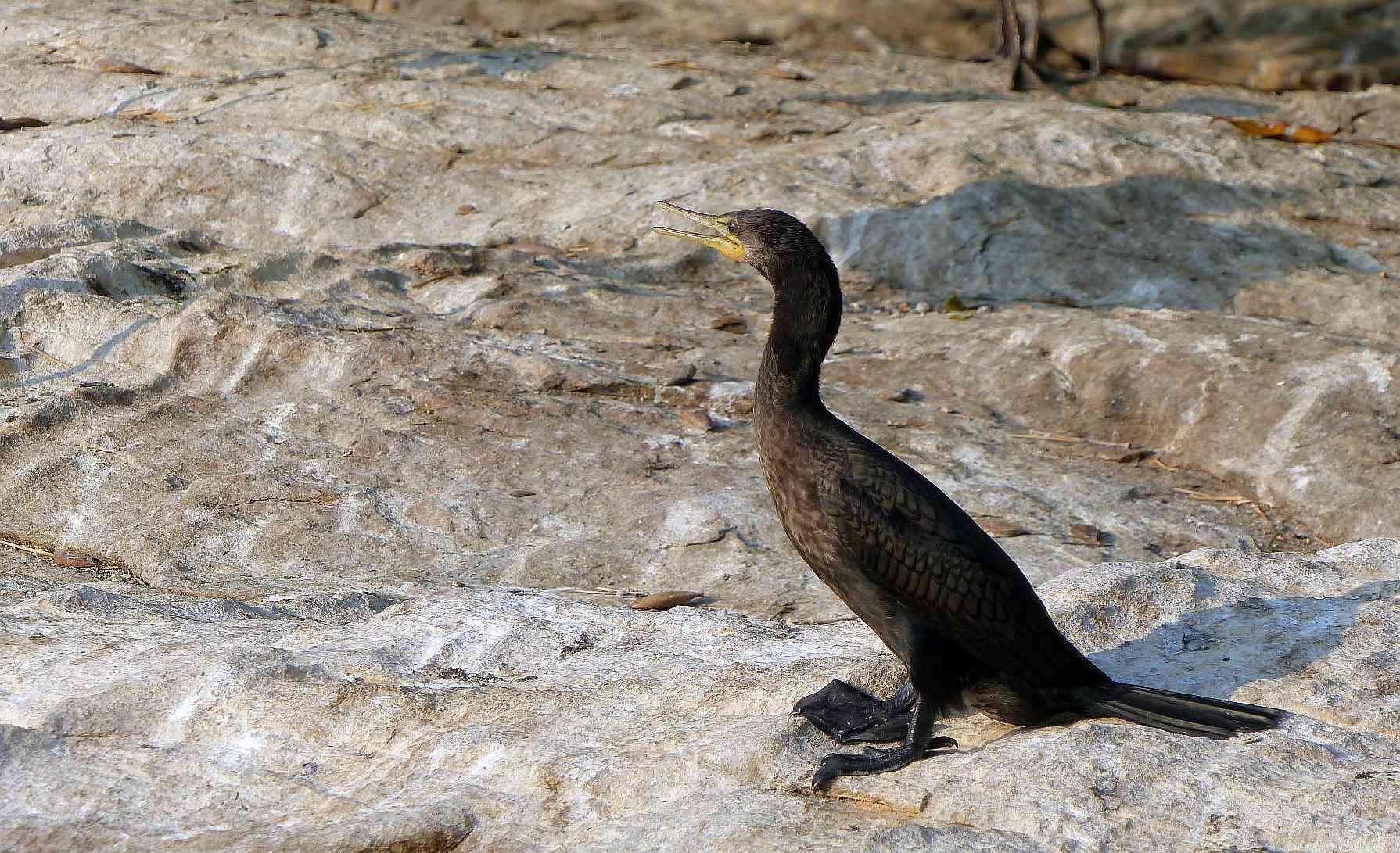 An Indian Cormorant at Ranganathittu