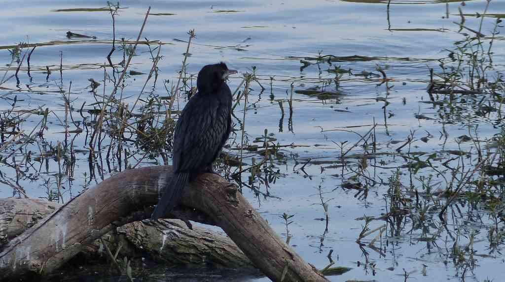 An Indian Cormorant appears to be in a meditative mood