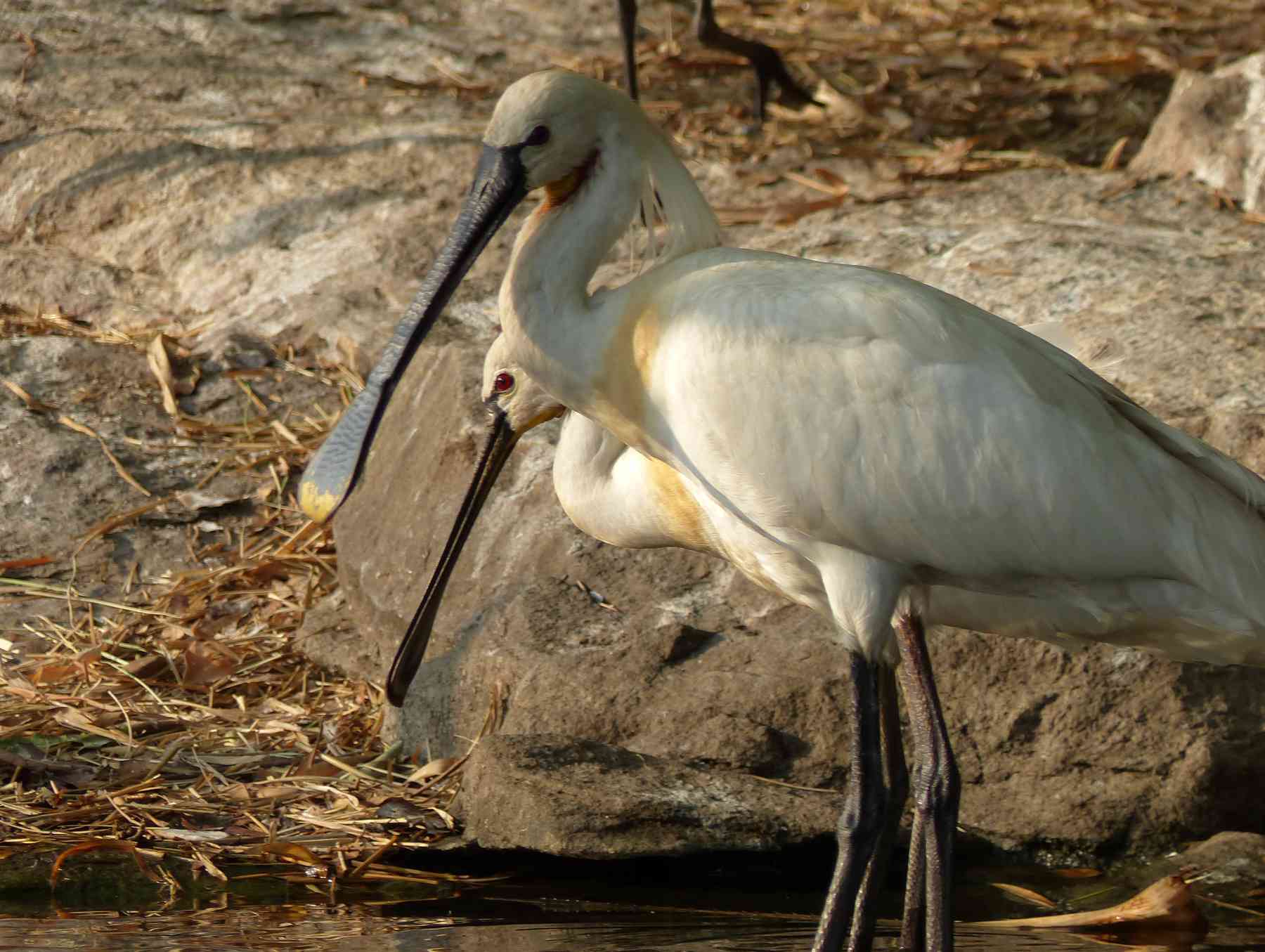 Adult Eurasian Spoonbills are rather regal in appearance