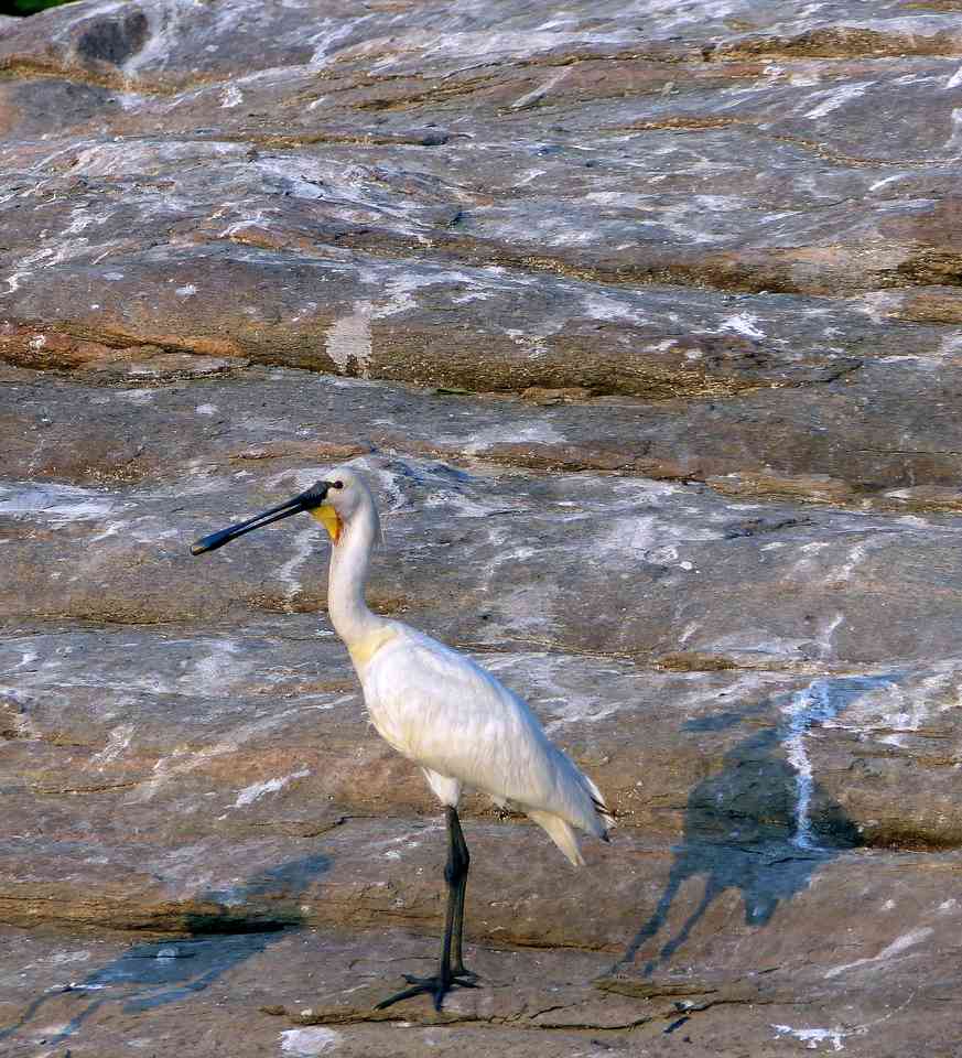 An adult Eurasian Spoonbill in breeding plumage shows its yellow breast patch