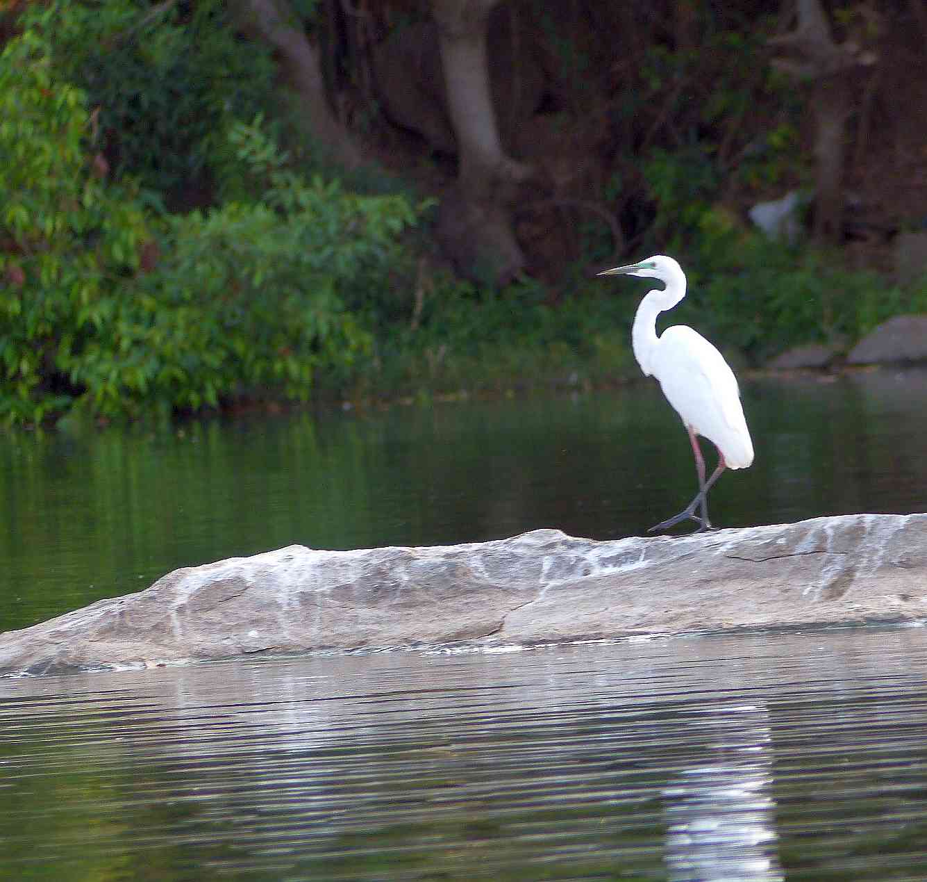 The Great Egret is a picture of grace