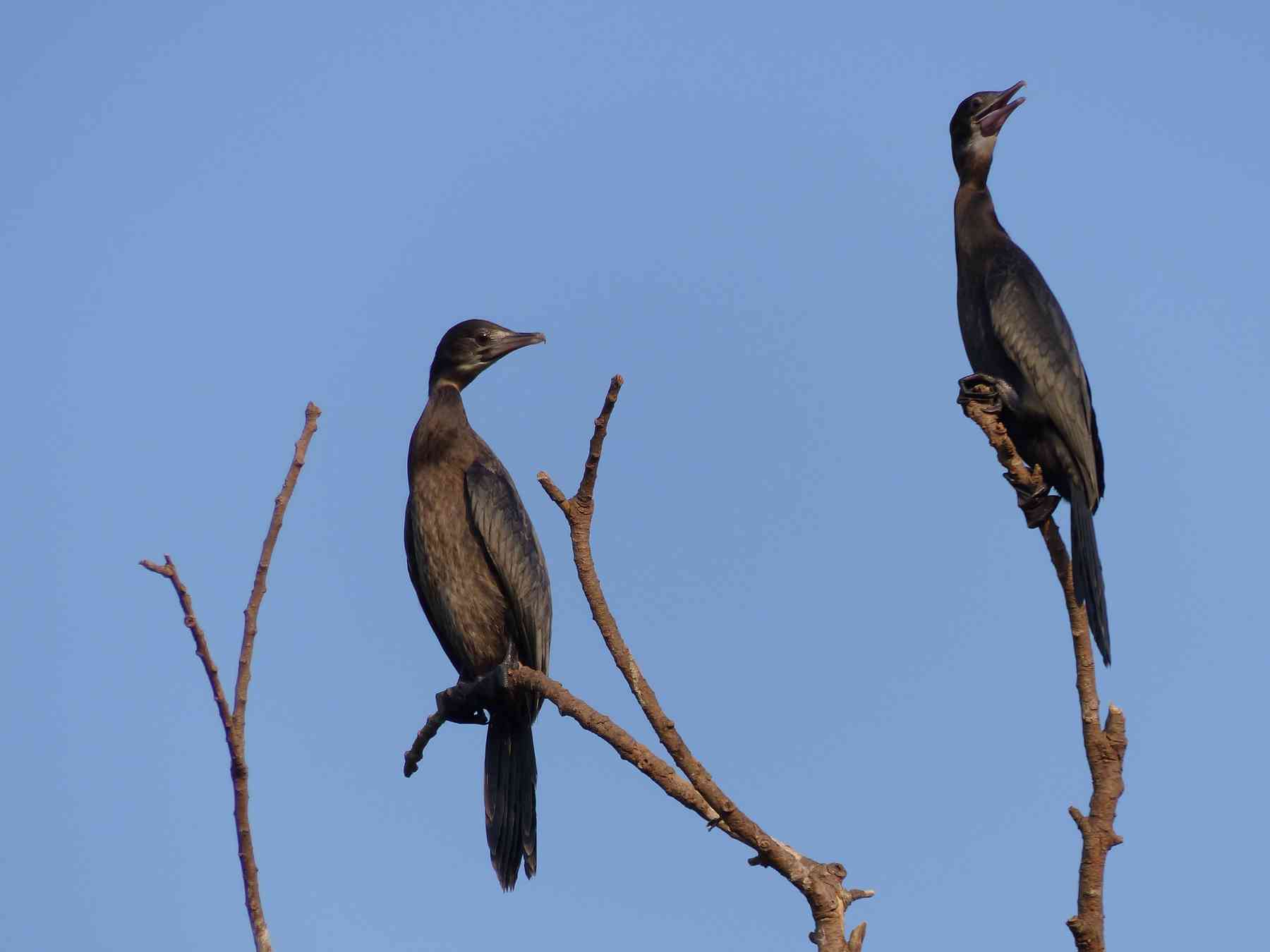 Little Cormorants at Ranganathittu