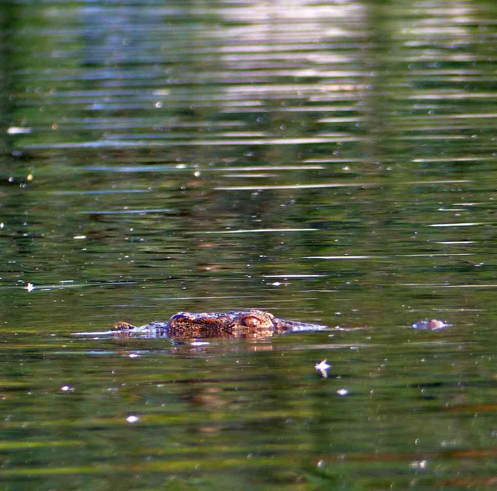 A marsh crocodile watches from the river