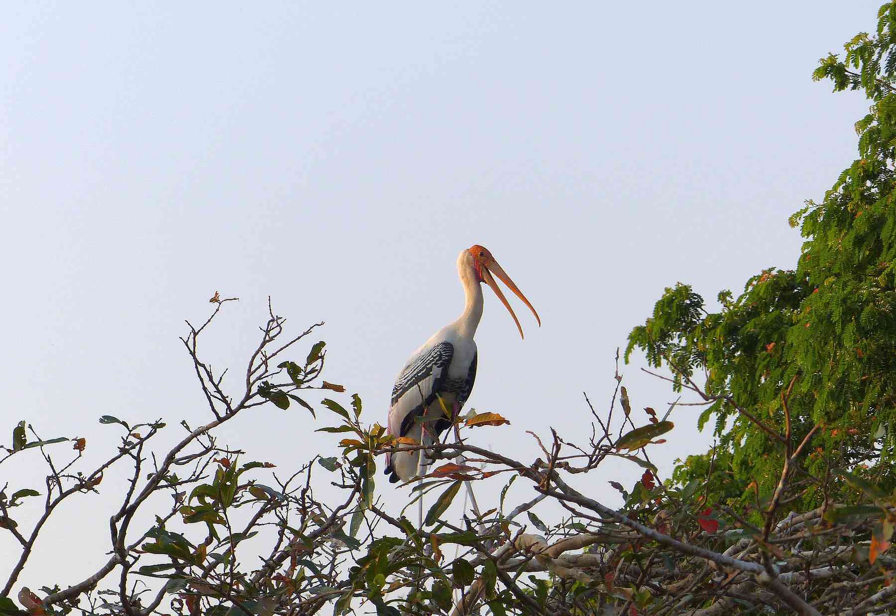 Painted Storks were also ready to nest
