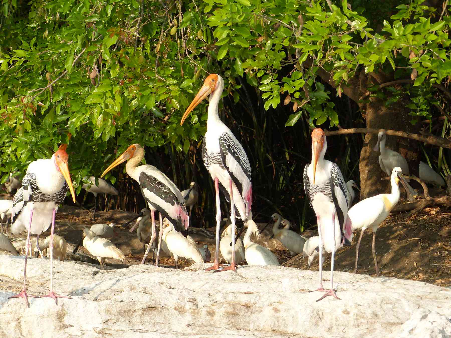 Painted Storks always look like European dignitaries, don't they?