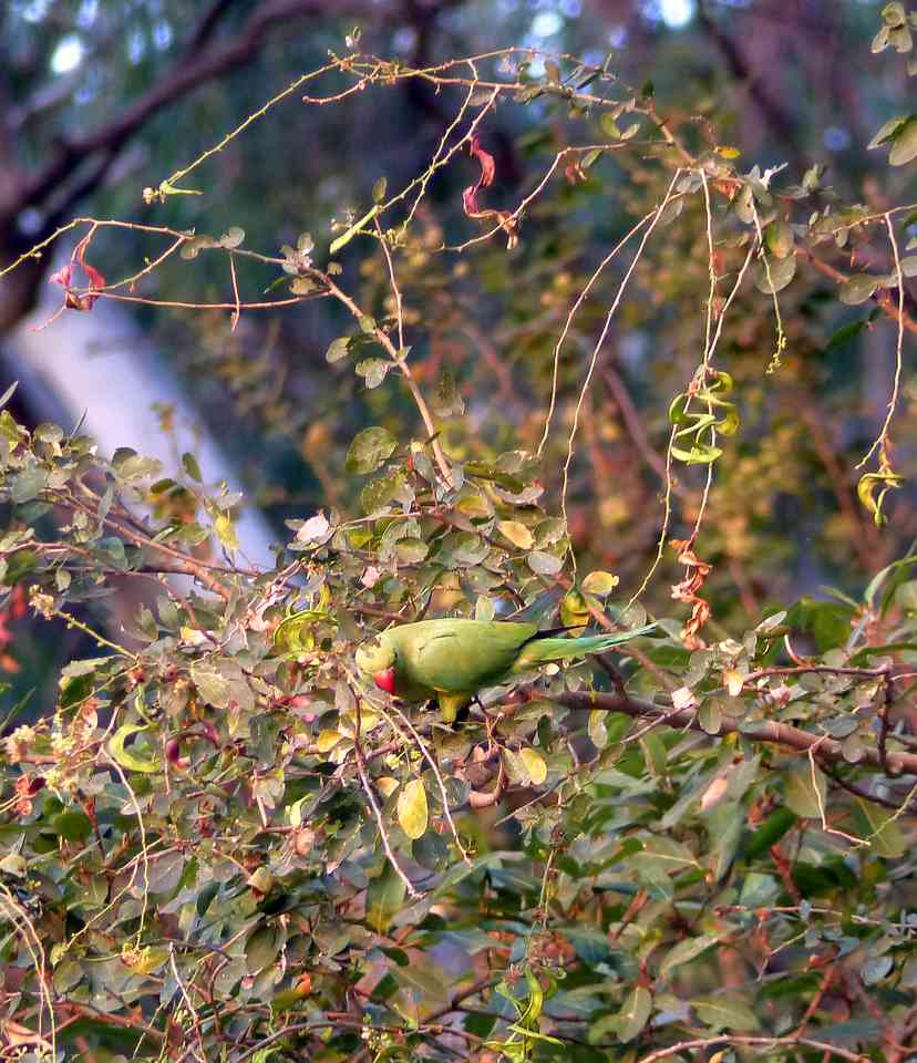 Rose-ringed Parakeet at Ranganathittu