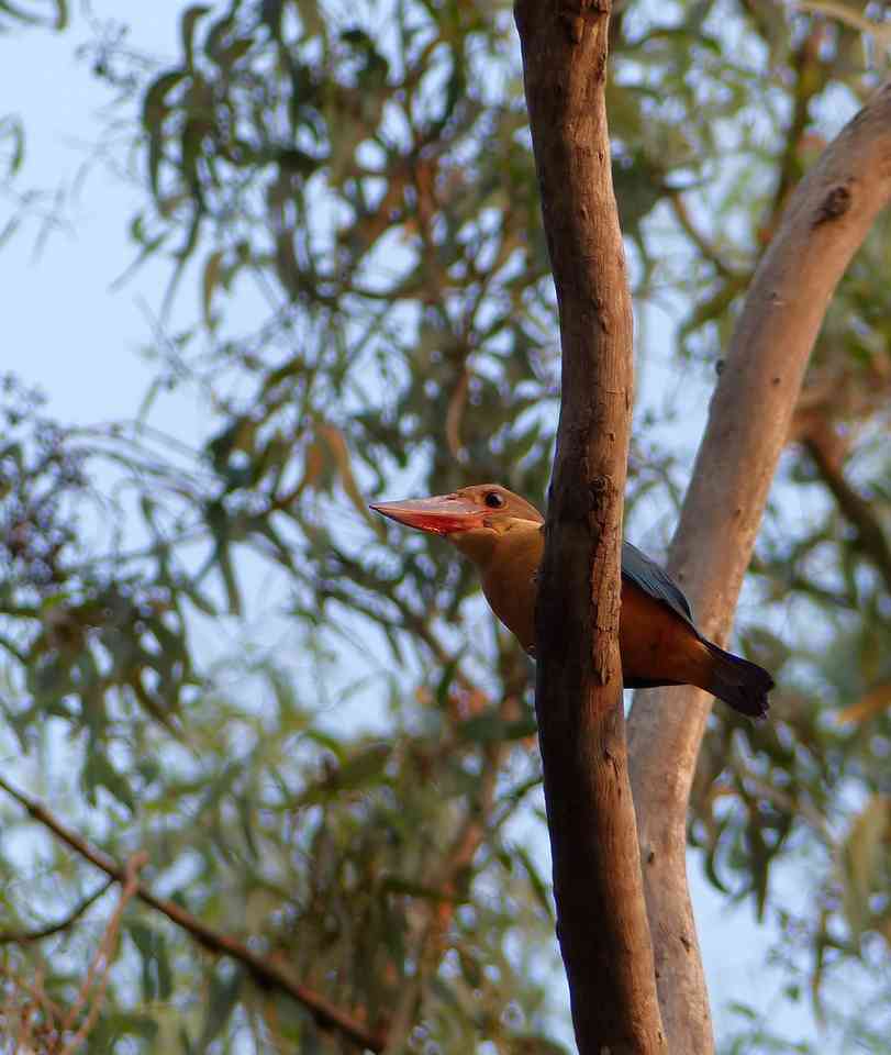 Stork-billed Kingfisher