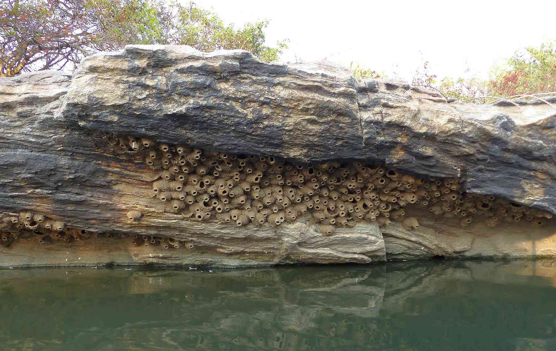 The nests of the Streak-throated Swallow