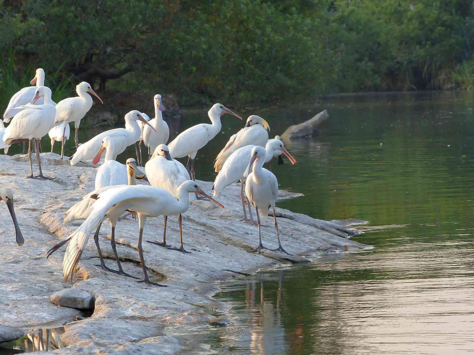 Young spoonbills, almost fledged, at the nursery