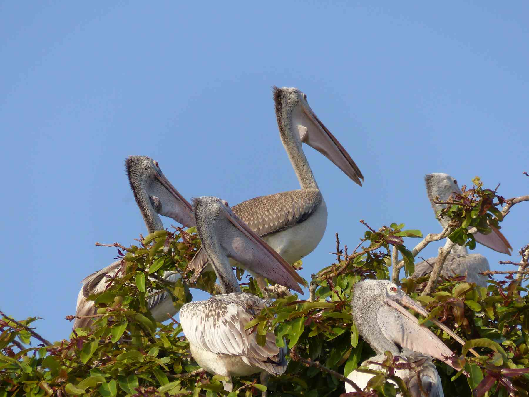 The Spot-billed Pelicans were nesting