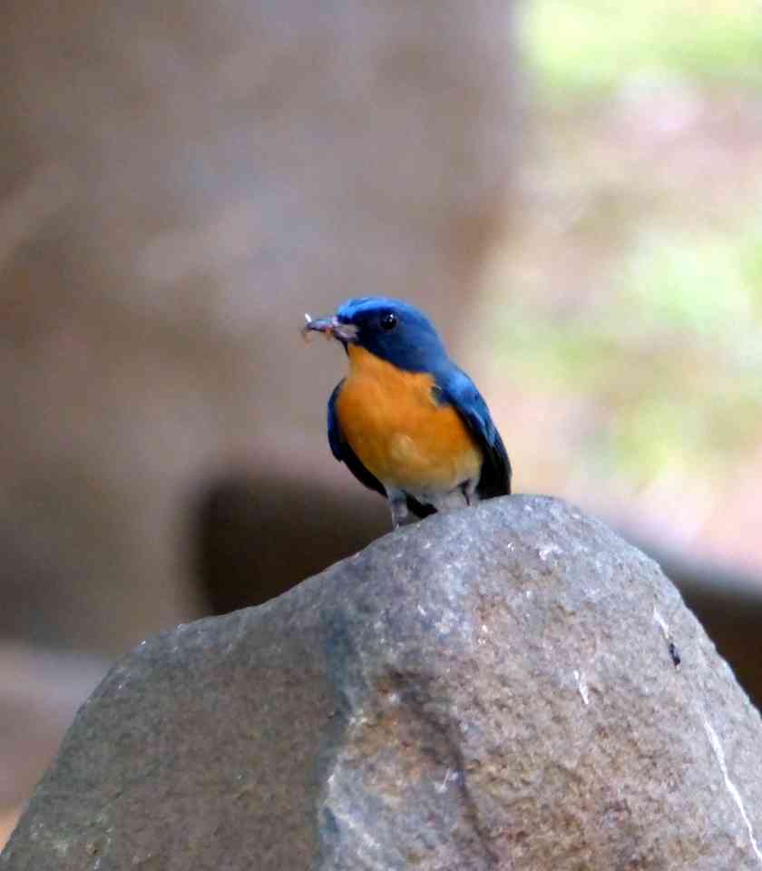 Tickell's Blue Flycatcher