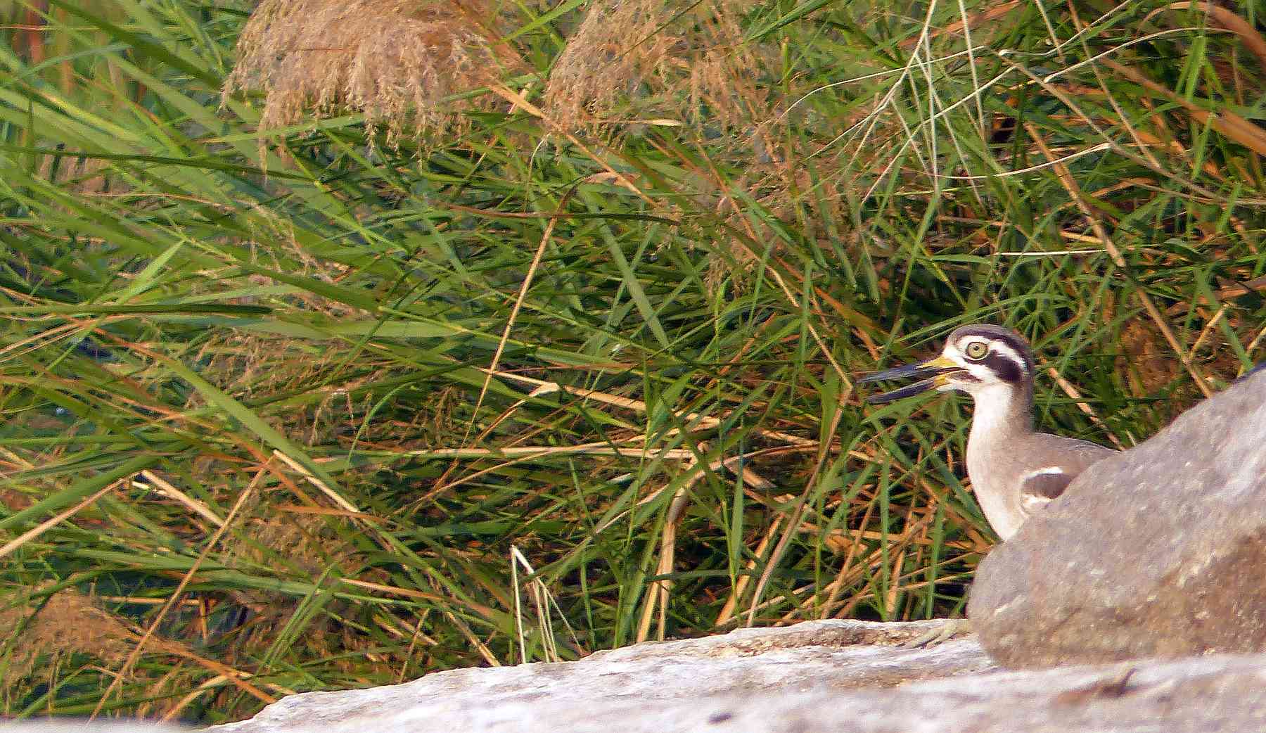 A reedy whistling gave away the location of this Greater Thick-knee, also known as Great Stone-Curlew