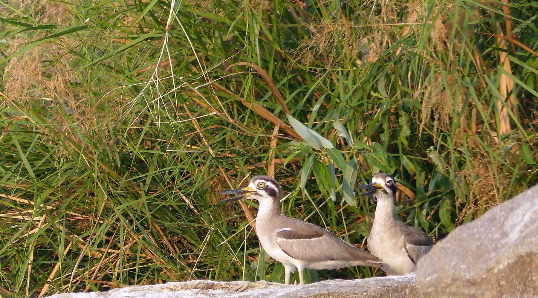 Great Thick-Knee - a pair