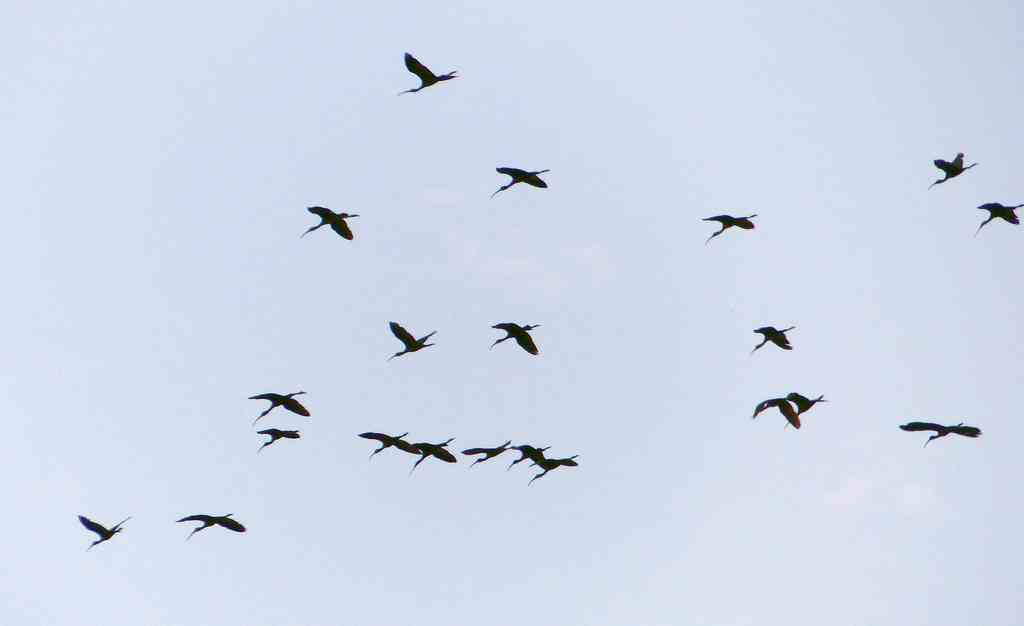 A big flock of Glossy Ibis in overhead flight
