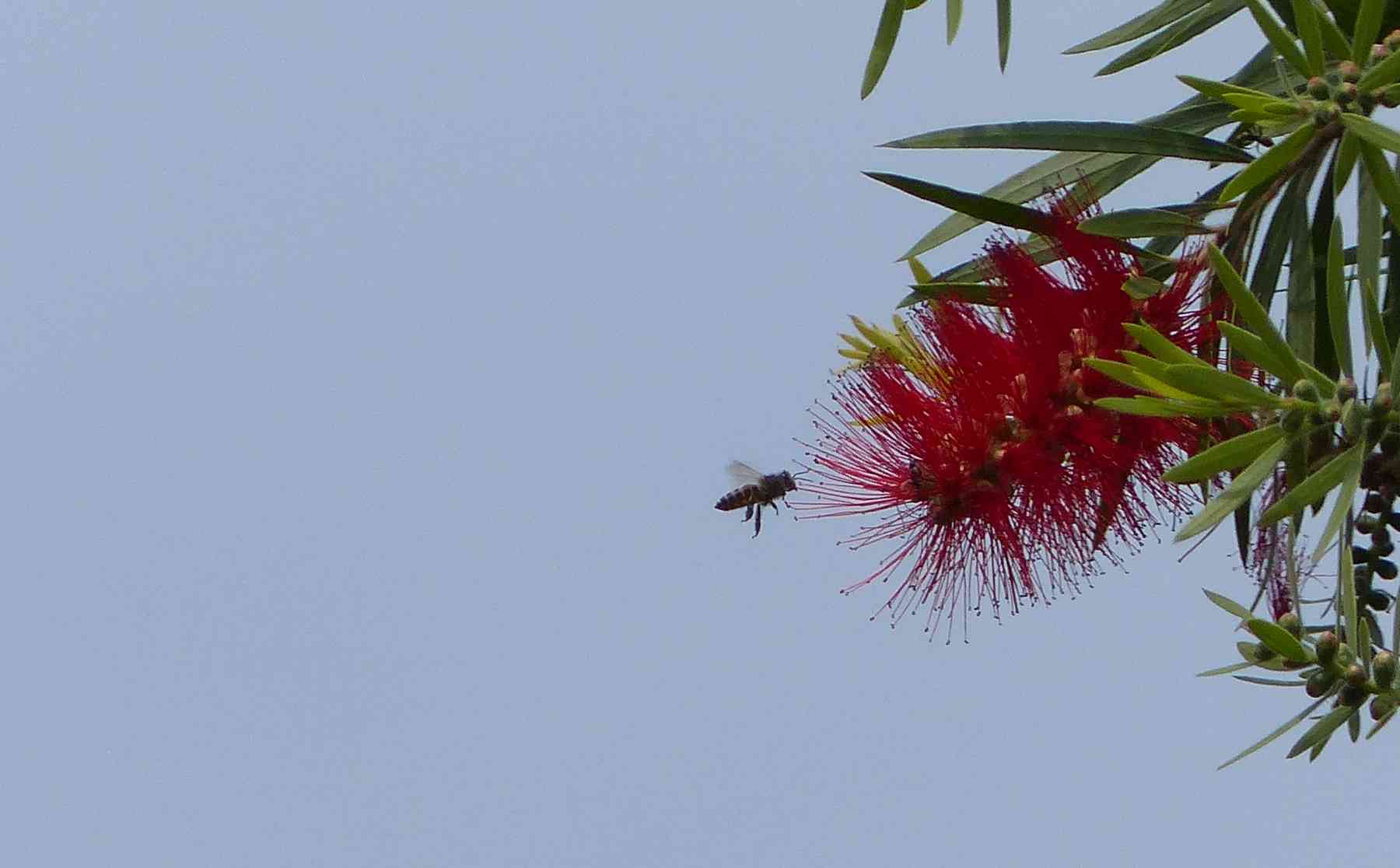 A bee in the Nilgiris