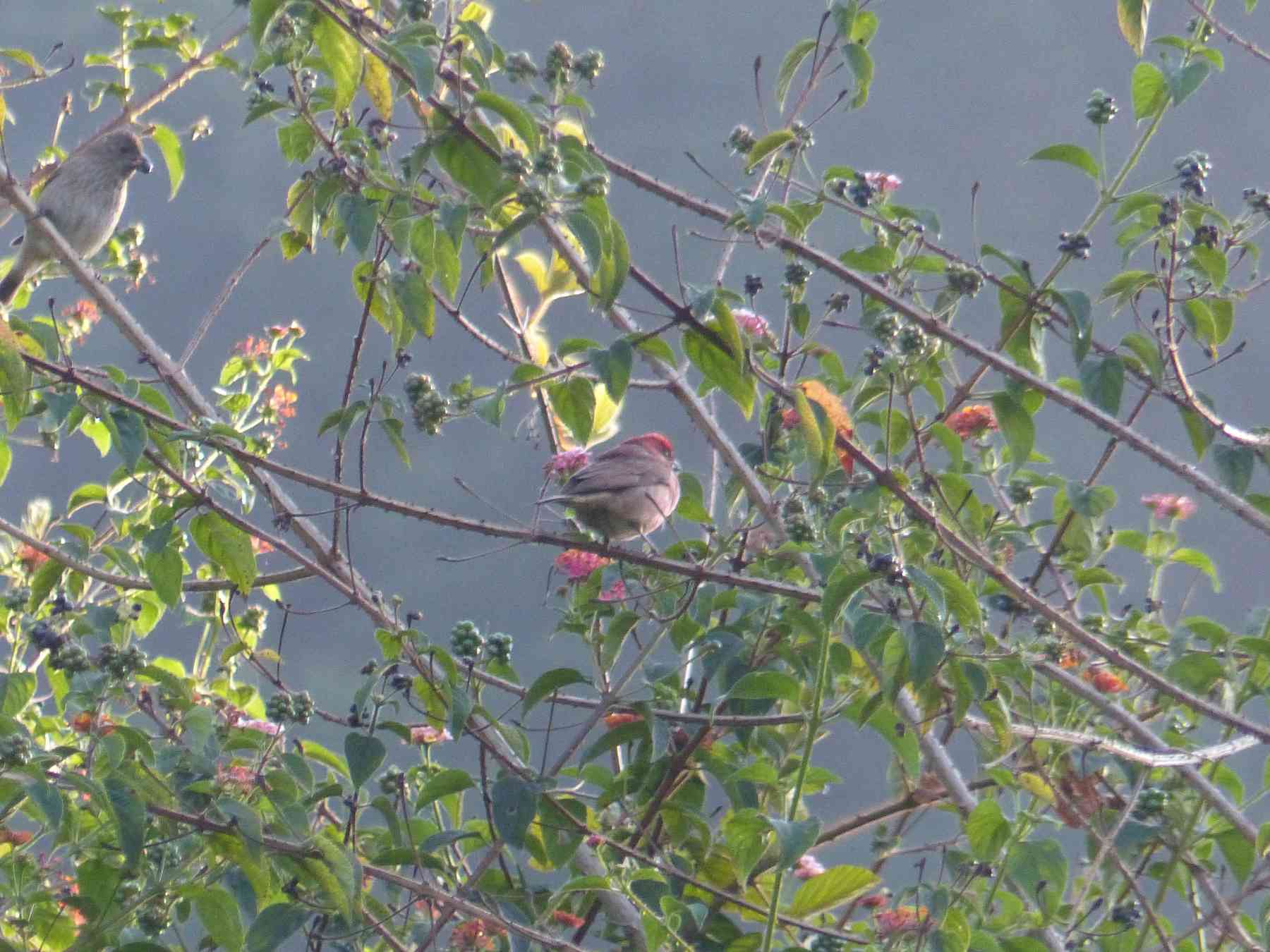 Common Rosefinch in the Nilgiris