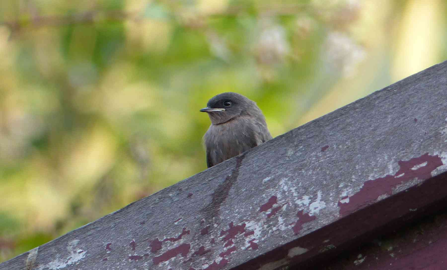 Dusky Crag Martin in the Nilgiris