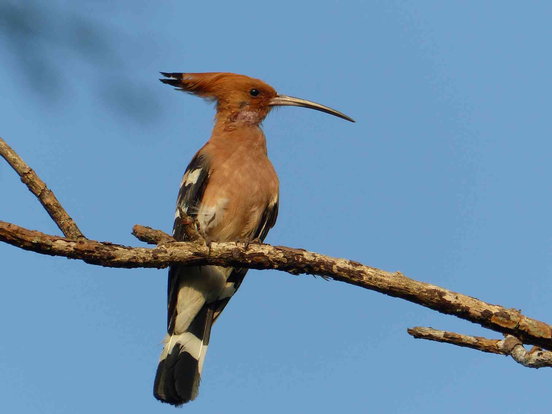 A Hoopoe in the Nilgiris