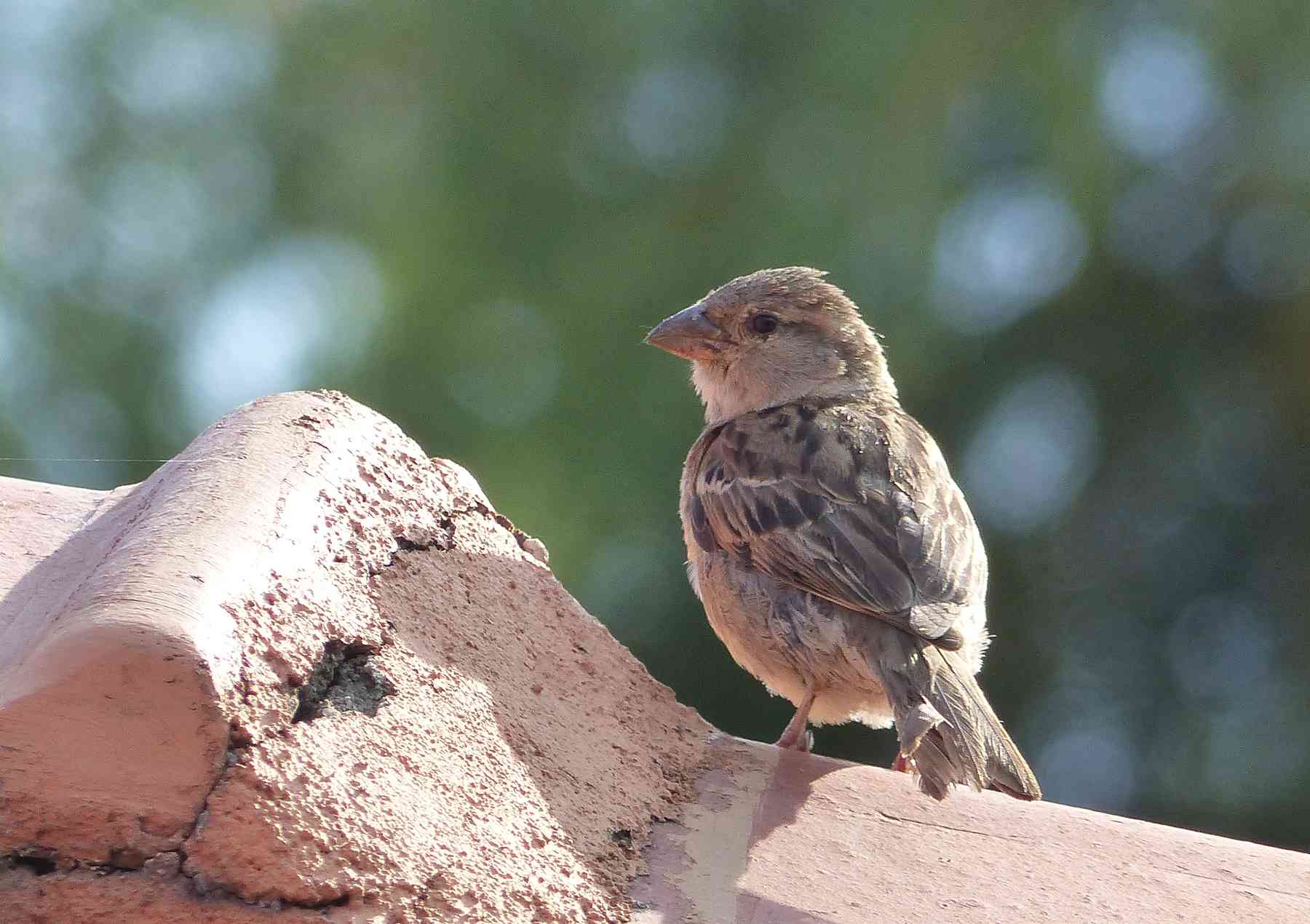 Female House Sparrow in the Nilgiris
