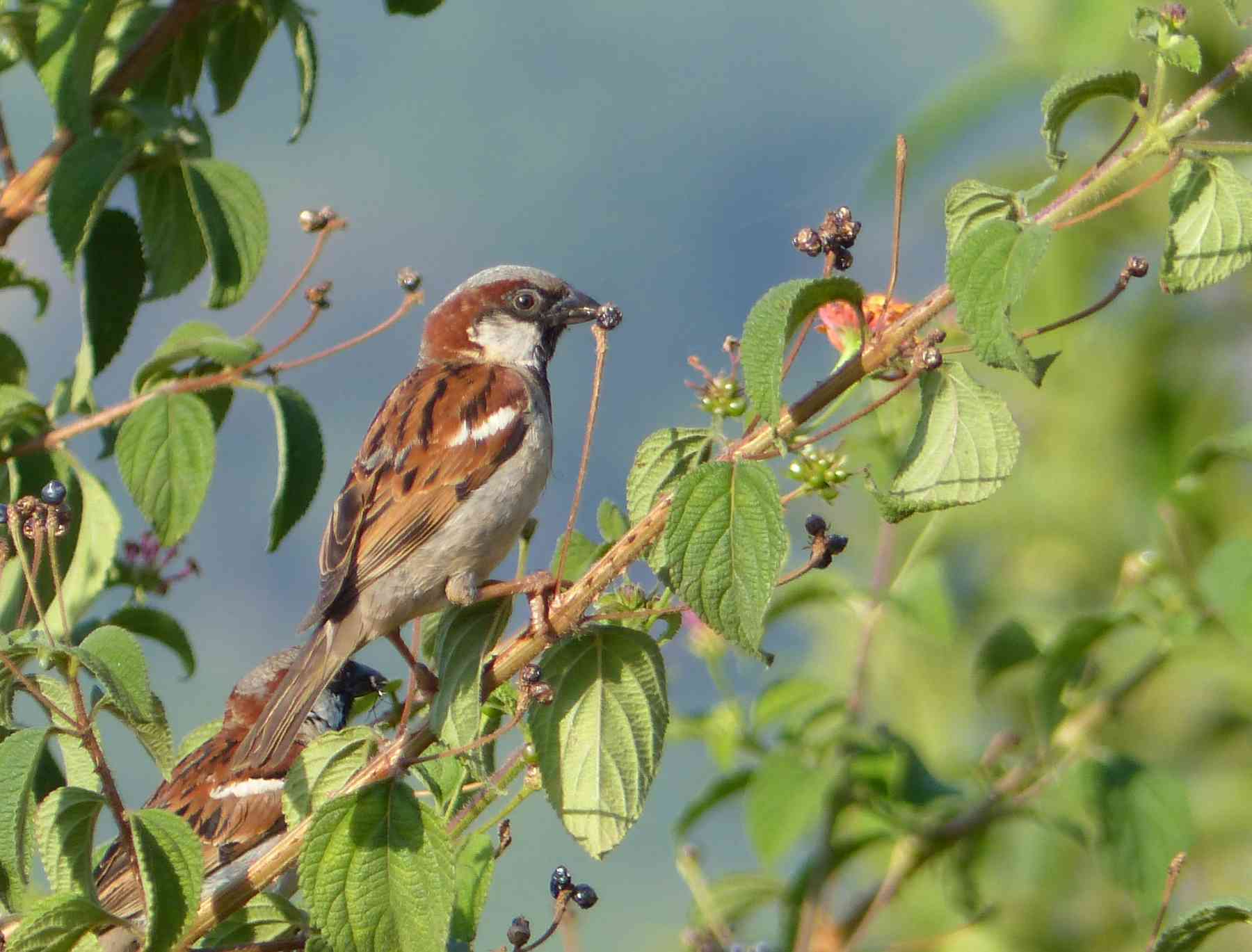 Male House Sparrow in the Nilgiris