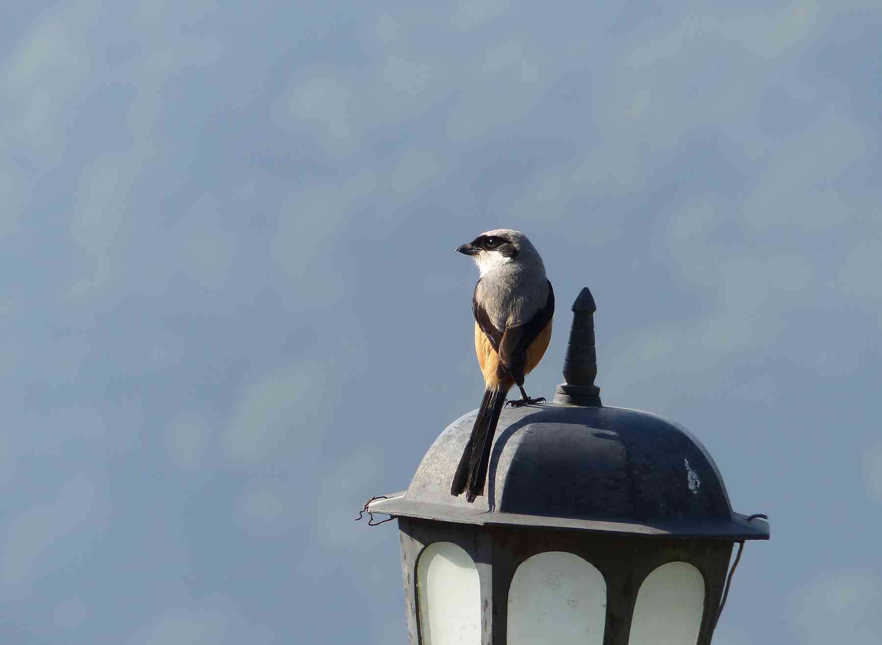 Long-tailed Shrike in the Nilgiris