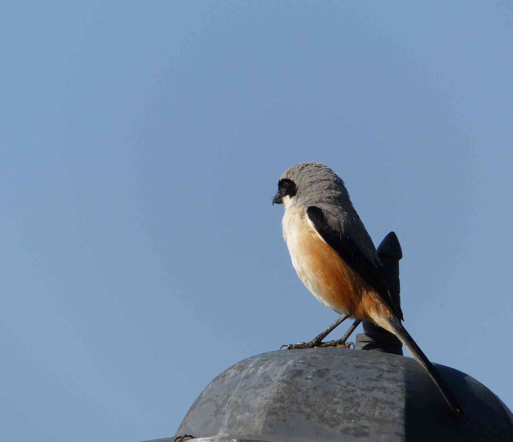 Long-tailed Shrike in the Nilgiris