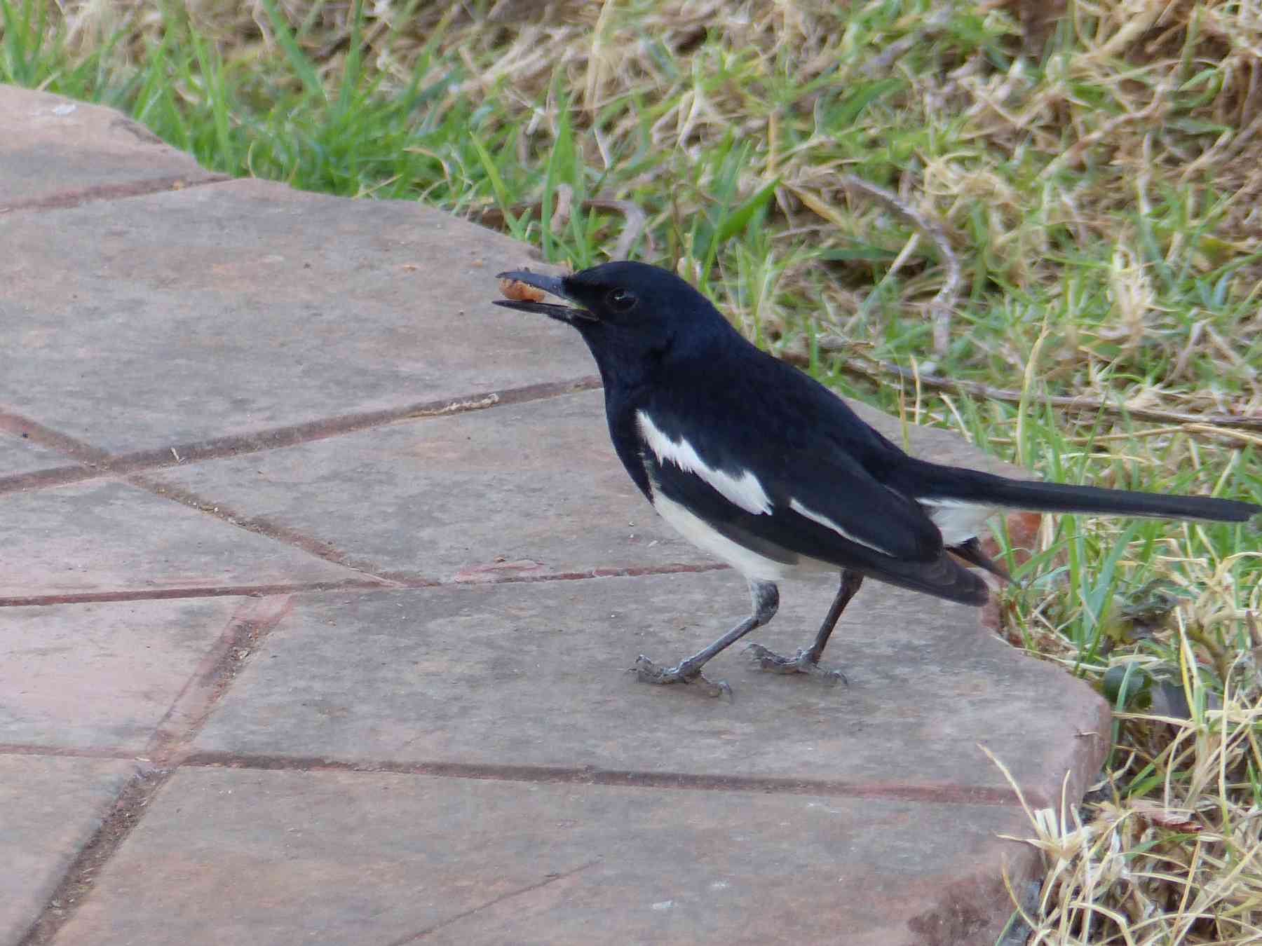 Oriental Magpie-Robin in the Nilgiris