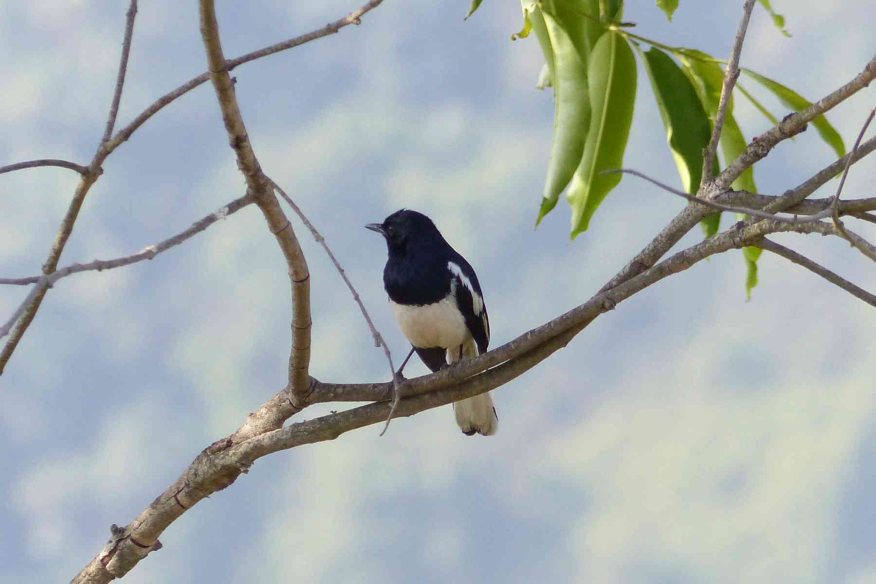 Oriental Magpie-Robin in the Nilgiris