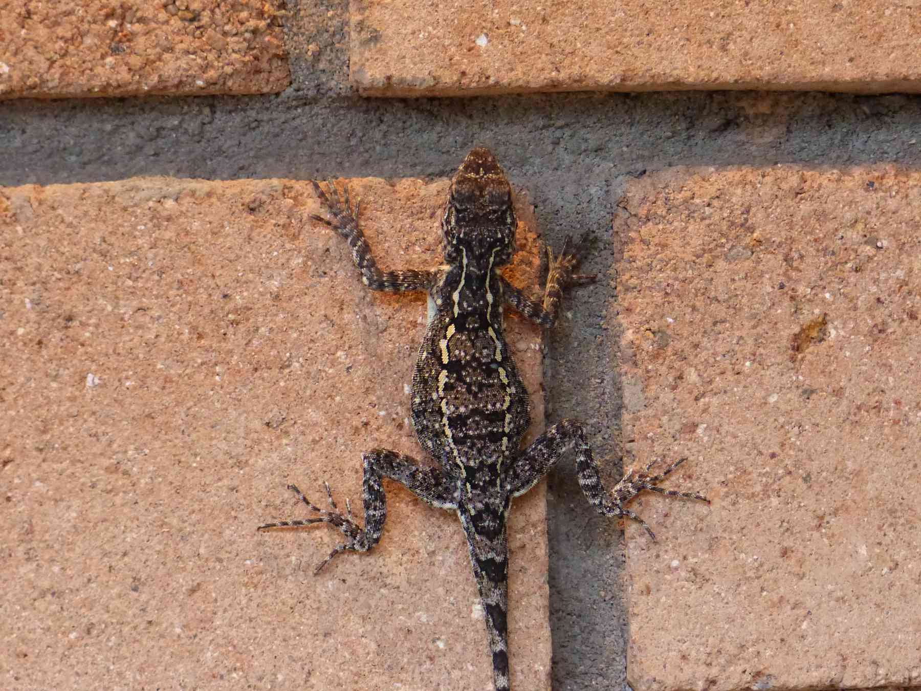 Peninsular Rock Agama in the Nilgiris