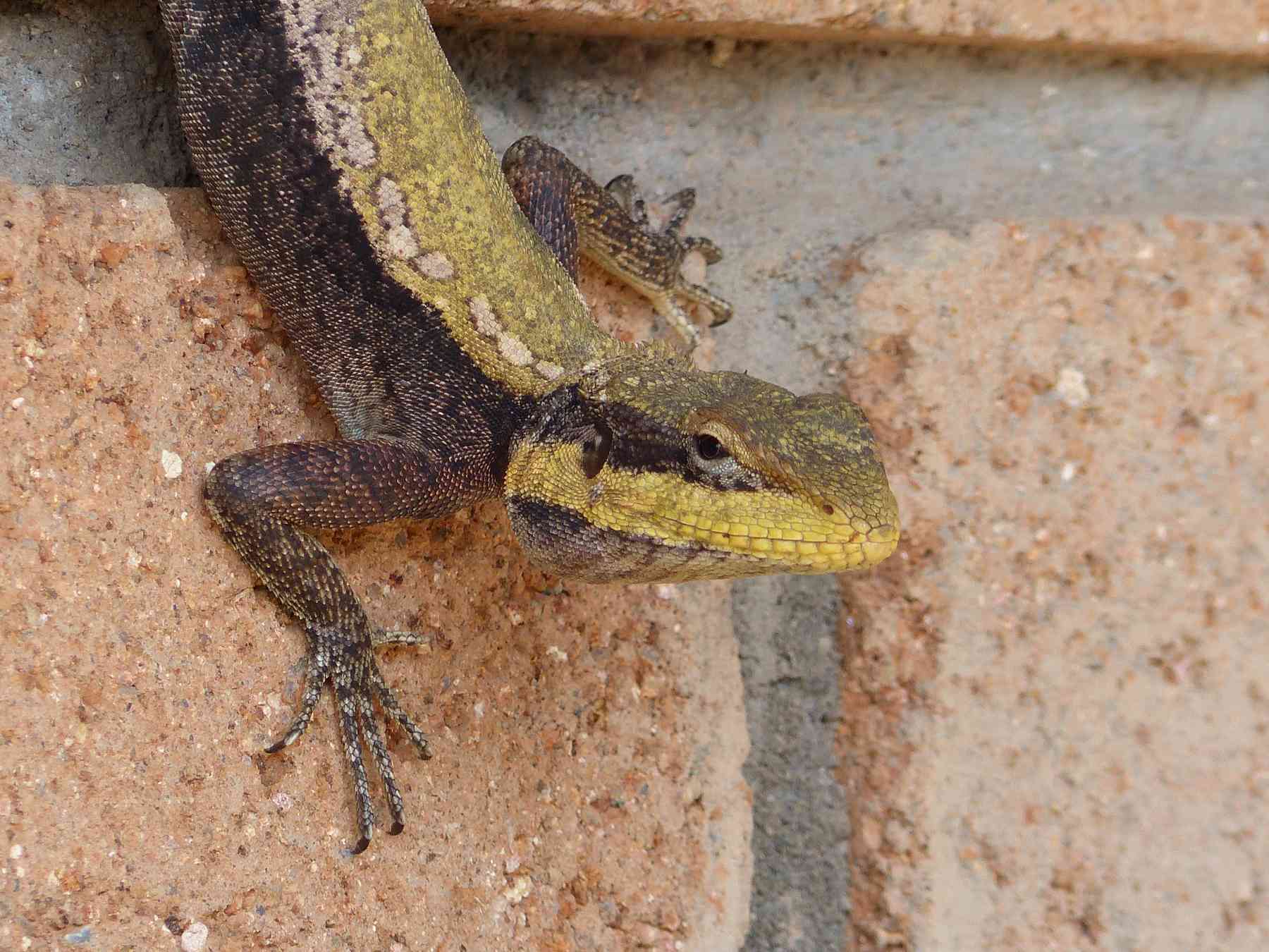 Peninsular Rock Agama in the Nilgiris