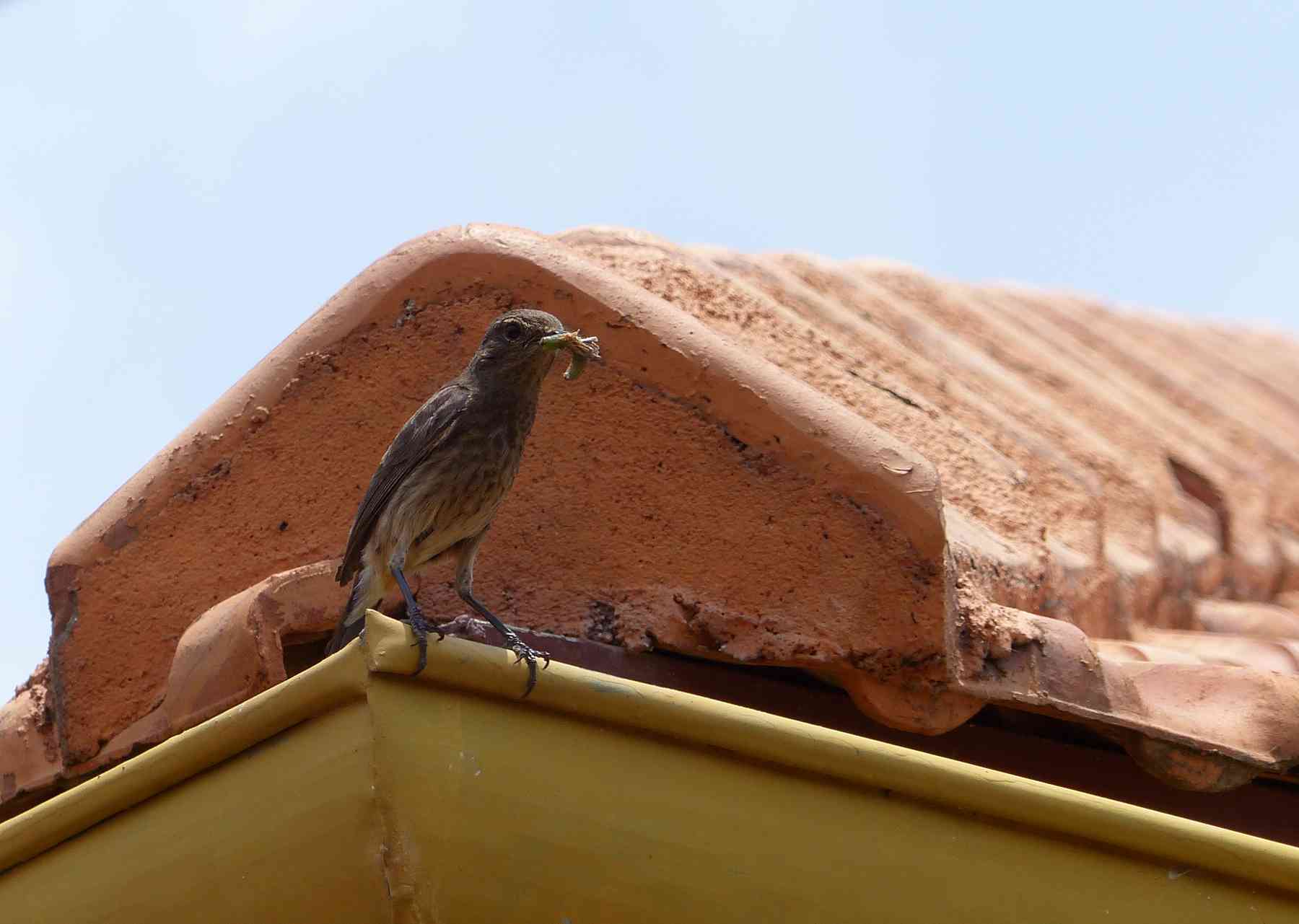 Pied Bushchat in the Nilgiris