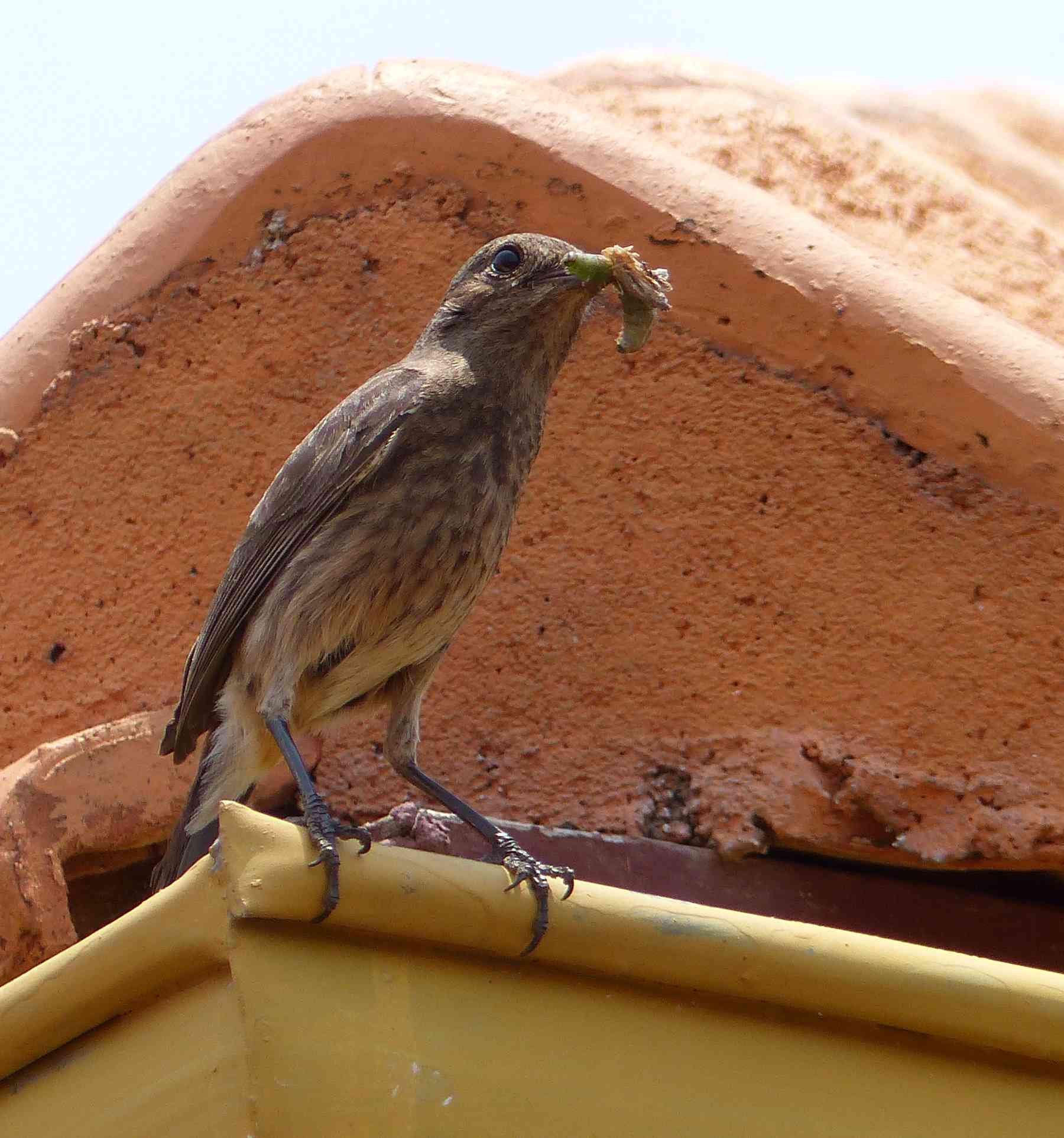 Pied Bushchat in Nilgiris