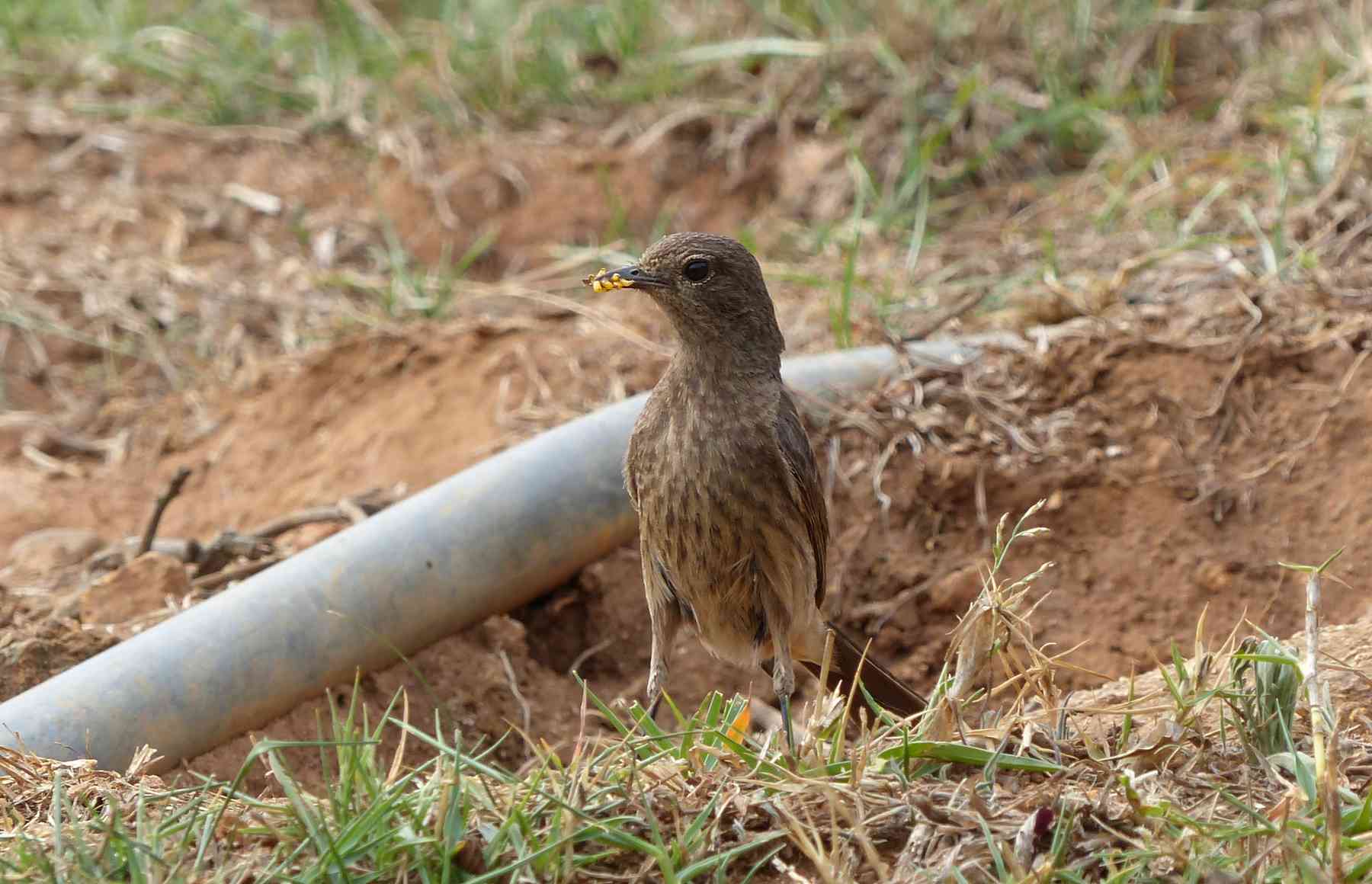 Female Pied Buschat foraging in Nilgiris