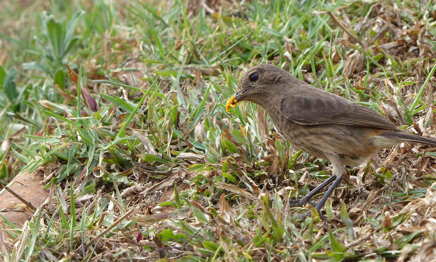 Female Pied Bushchat in the Nilgiris