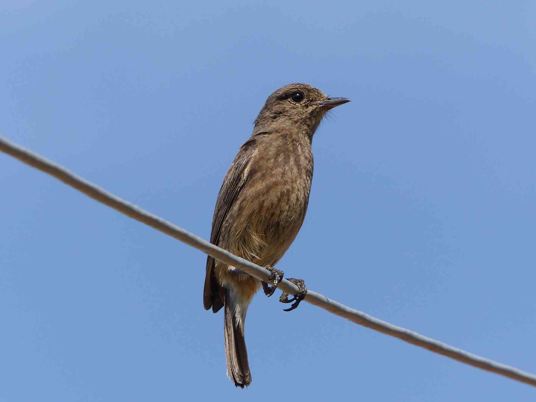 Pied Bushchat female in the Nilgiris