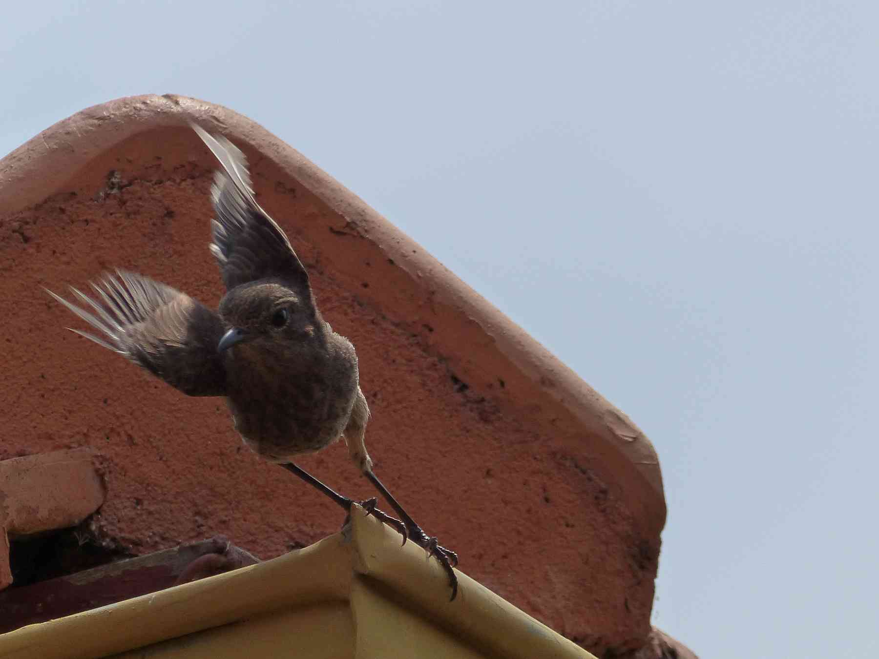 Pied Bushchat in the Nilgiris