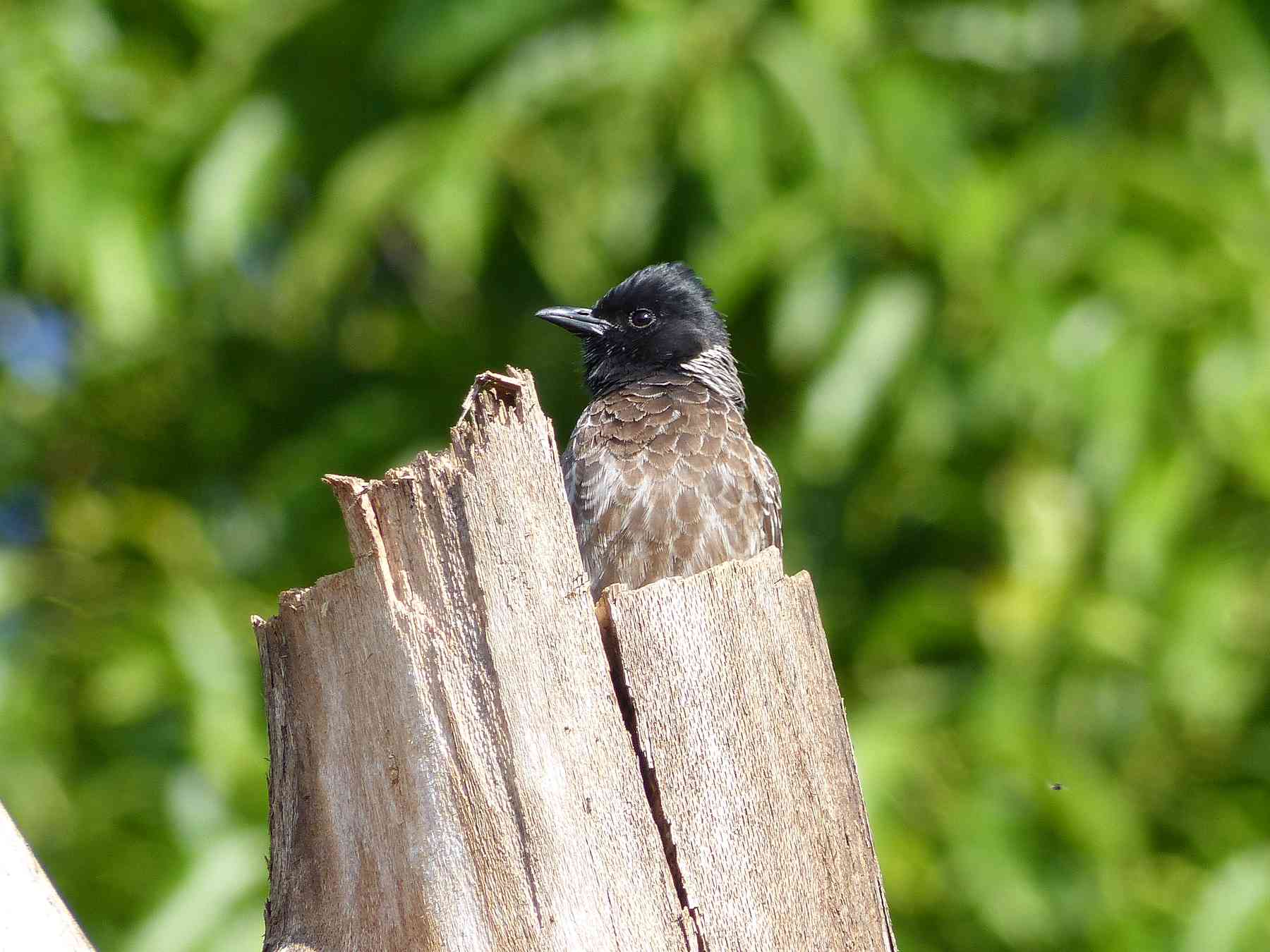 Red-vented Bulbul in the Nilgiris