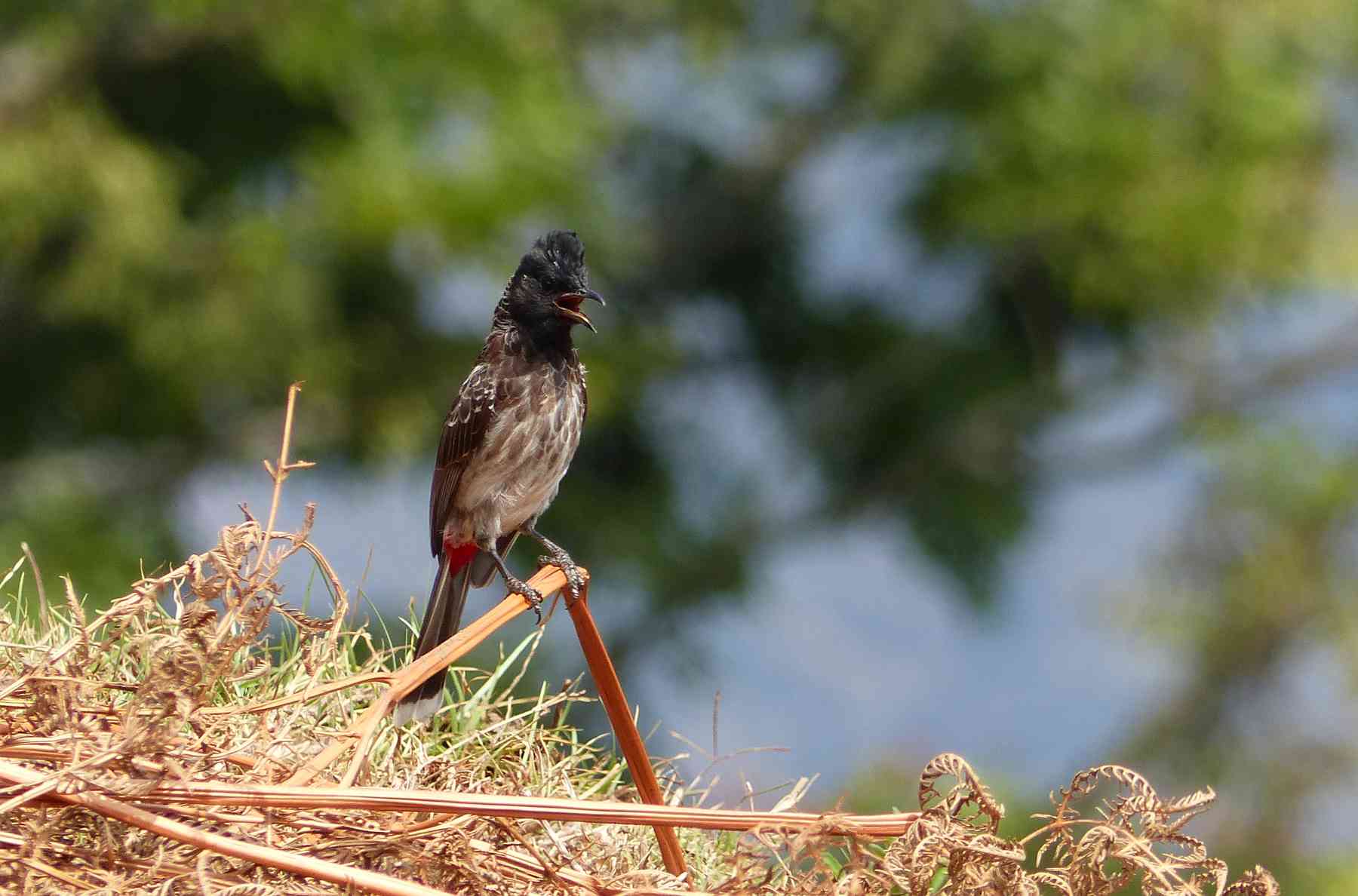 Red-vented Bulbul in the Nilgiris