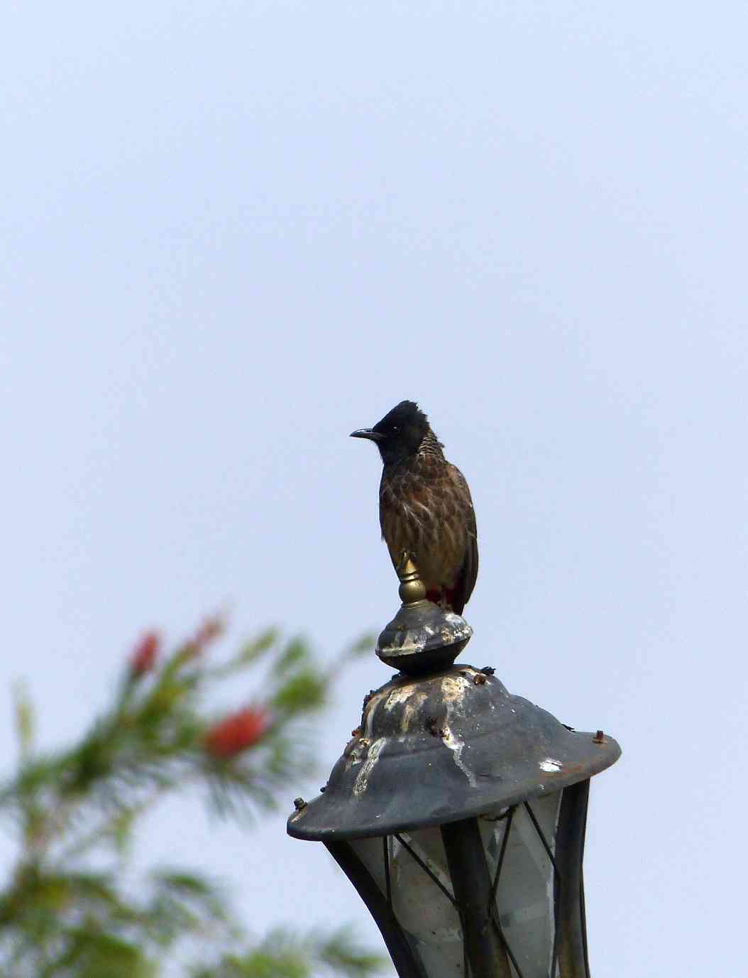 Red-vented Bulbul in the Nilgiris